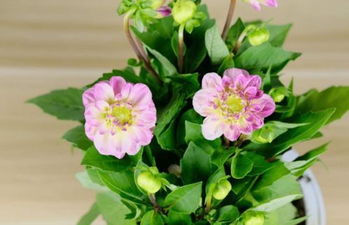 小丽花能活几年 小丽花冬天要挖出来吗