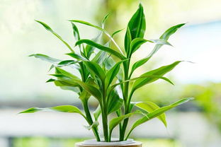 富贵竹干发黄怎么挽救 富贵竹茎干瘪发黄能救吗