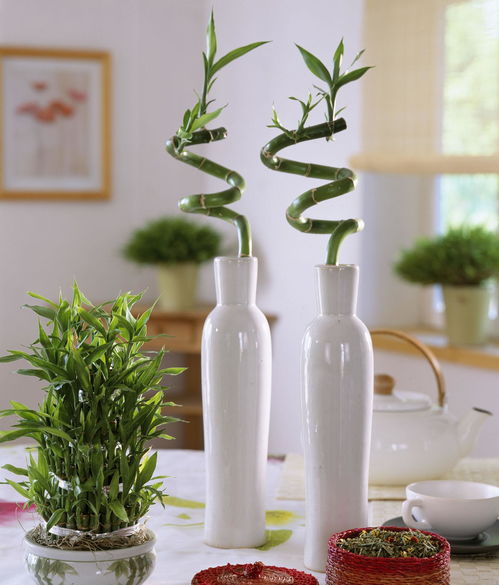 富贵竹为啥不能养双数 富贵竹忌讳养几根