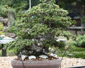 小叶榆树盆景怎么修剪 榆树盆景剪枝技巧图解