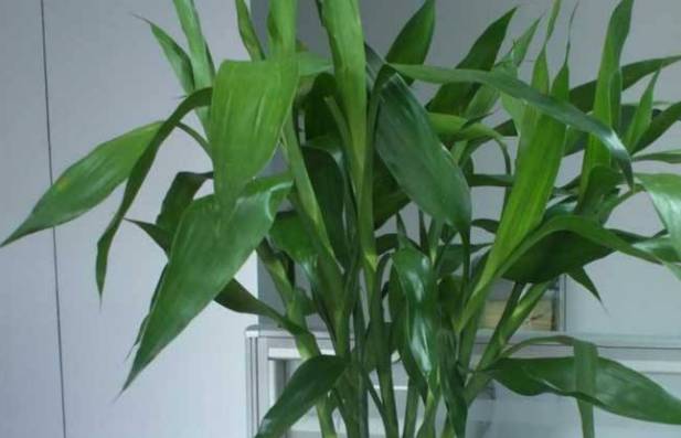 富贵竹忌讳养几根 富贵竹一瓶放几根旺财