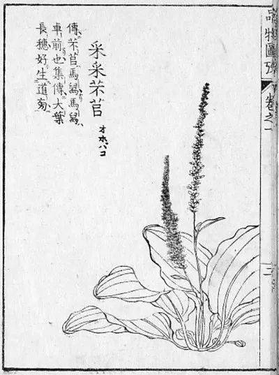 寓意好的草木名 诗经中的草木名字