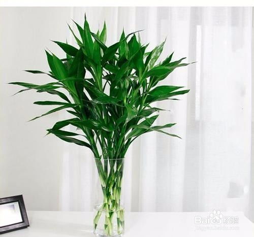 富贵竹剪断后处理方法 富贵竹长太高从哪里剪