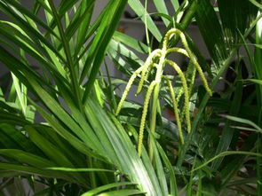 富贵椰子几天浇水一次 富贵椰子缺水是什么样子