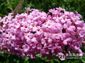 密蒙花能治疗近视眼吗 中医治疗近视的最佳方法有哪些