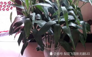 富贵竹摆放的最佳位置和禁忌 富贵竹不宜放三个地方