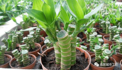 富贵竹的正确养法 富贵竹泥土种植方法