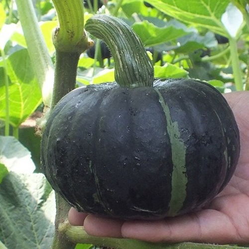 小南瓜批发价多少一斤 2023年南瓜收购价格是多少