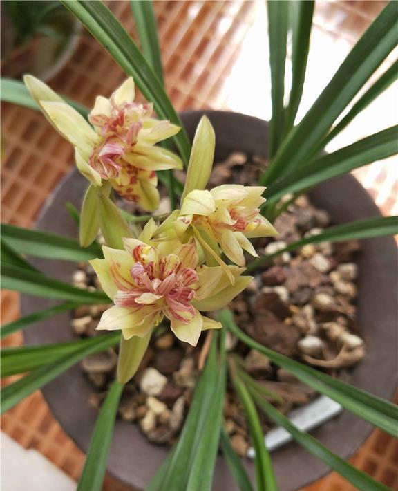 寒兰五个必养品种 寒兰十大名品之首