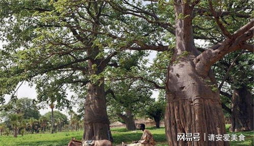 寿命最长的树种排名 世界最老的树15亿年