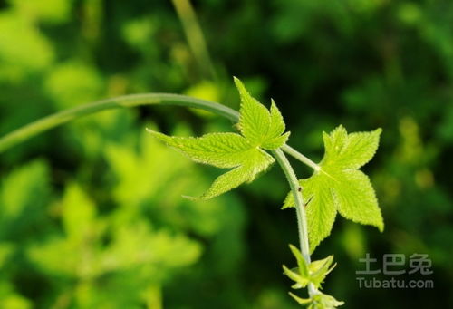 对葎草过敏怎么预防 葎草过敏5级严重吗