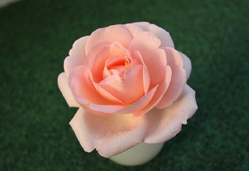 小公主生日短句暖心 祝女儿生日精致的句子