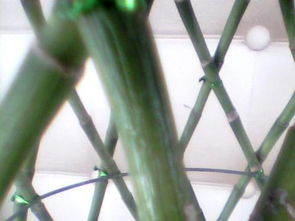 富贵竹茎杆发黄变软怎么办 富贵竹的茎软了烂了