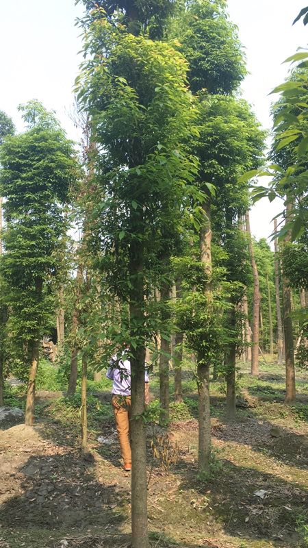 小叶桢楠对人体危害 小叶桢楠优缺点