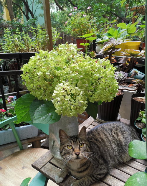 对猫有害的花名单 对猫无毒的室内植物