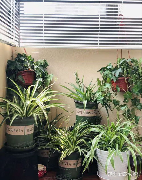 对猫无毒的室内植物 家里养猫适合种的绿植