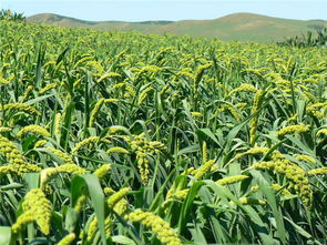 小米俗称叫什么 小米在古代被称为什么