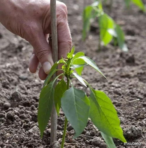 小学生种植辣椒的过程记录 种辣椒的感受和收获50字