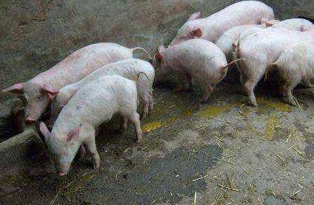 小猪出生7一10天拉稀为什么 10天左右小猪拉黄白痢怎么治