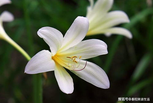 小苍兰为啥不能养家里 小苍兰的风水寓意
