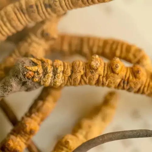 小孩子多大可以吃虫草 3岁宝宝吃了一根虫草