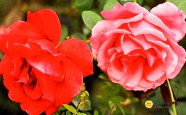 小学三年级月季花描写 月季花的特点写一段话