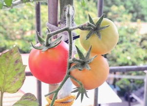 小番茄十大品种 12个番茄品种介绍及图片