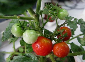 小番茄种植过程观察日记 观察西红柿生长记录表