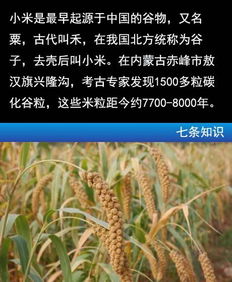 小米和小麦的区别 小米是水稻还是小麦