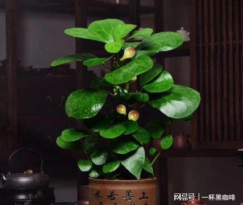 小盼菩提风水禁忌 小盼菩提真的是断子绝孙吗