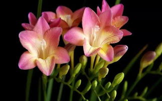 小苍兰文案浪漫 关于小苍兰的唯美句子