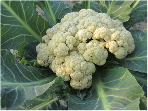 山东露天菜花种植时间 山东露天种植蔬菜表