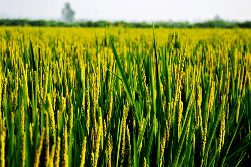 小麦哪个朝代传入中国 水稻最早产于哪个朝代