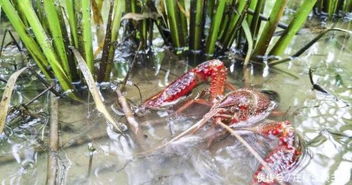 小龙虾养殖池塘怎么建 小龙虾一年繁殖几次