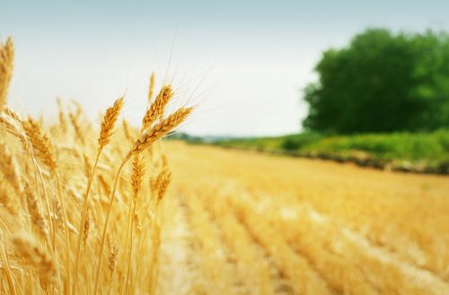 小麦的种植技术和管理 小麦高产管理口诀