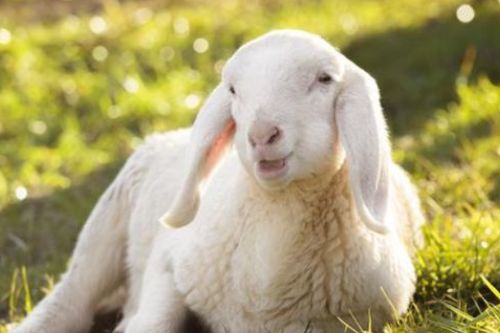 属羊人到了晚年有谁陪 属羊人正缘在第二段婚姻