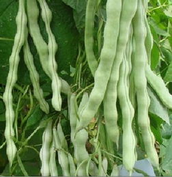 山东秋季种九粒白芸豆行吗 立秋种芸豆晚不晚