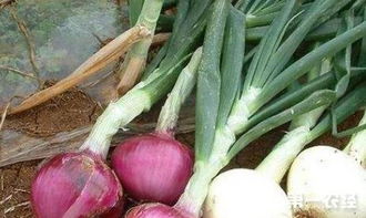 山东洋葱种植方法与时间 洋葱籽什么时间播种