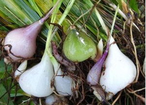 山慈菇吃多少能散结 山慈菇连续吃3个月可以吗