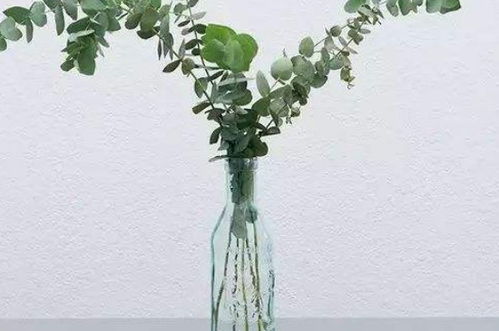 尤加利放家里不吉利吗 尤加利果为啥要放卧室呢