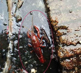 小龙虾水多了会淹死吗 小龙虾一直在水底会死吗