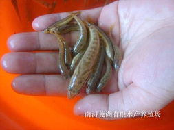 小黑鱼苗吃什么食物 小黑鱼吃什么食物 家养
