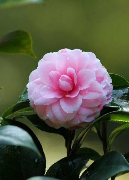 山茶花手机壁纸 复古高级感白山茶壁纸