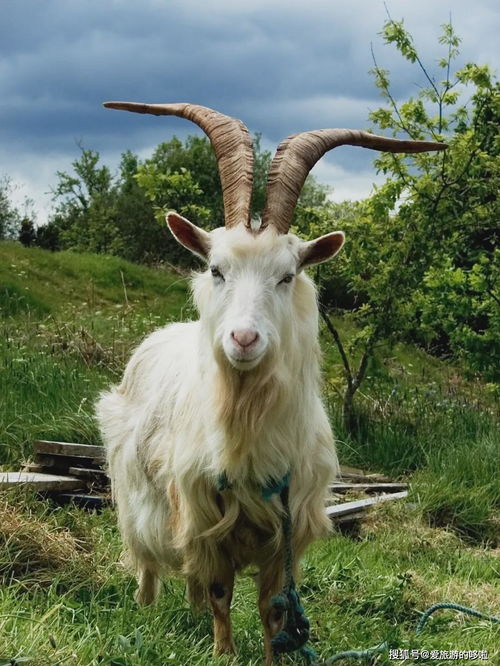 山羊长到70斤要几个月 山羊多久长到100斤