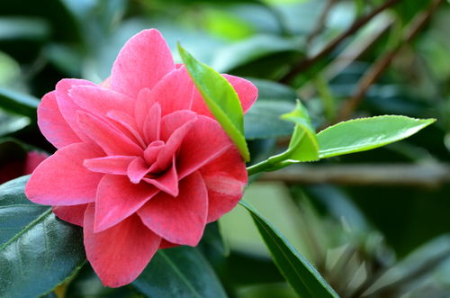 山茶花camellia 山茶花かめりあ