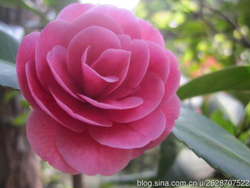 山茶花象征哪一类人 山茶花为什么不吉利