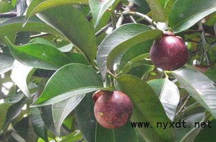 山竹产地在我国哪里 中国山竹哪里产的最多