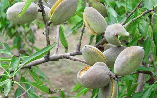 巴旦木别名叫什么 巴旦木有几种叫法