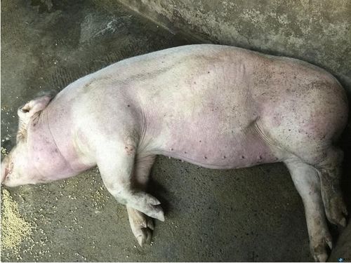 已经得了猪瘟怎么治疗 猪染上猪瘟该怎样补救