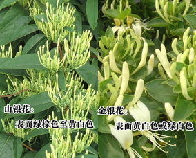 山银花有毒吗 山银花的副作用太大了